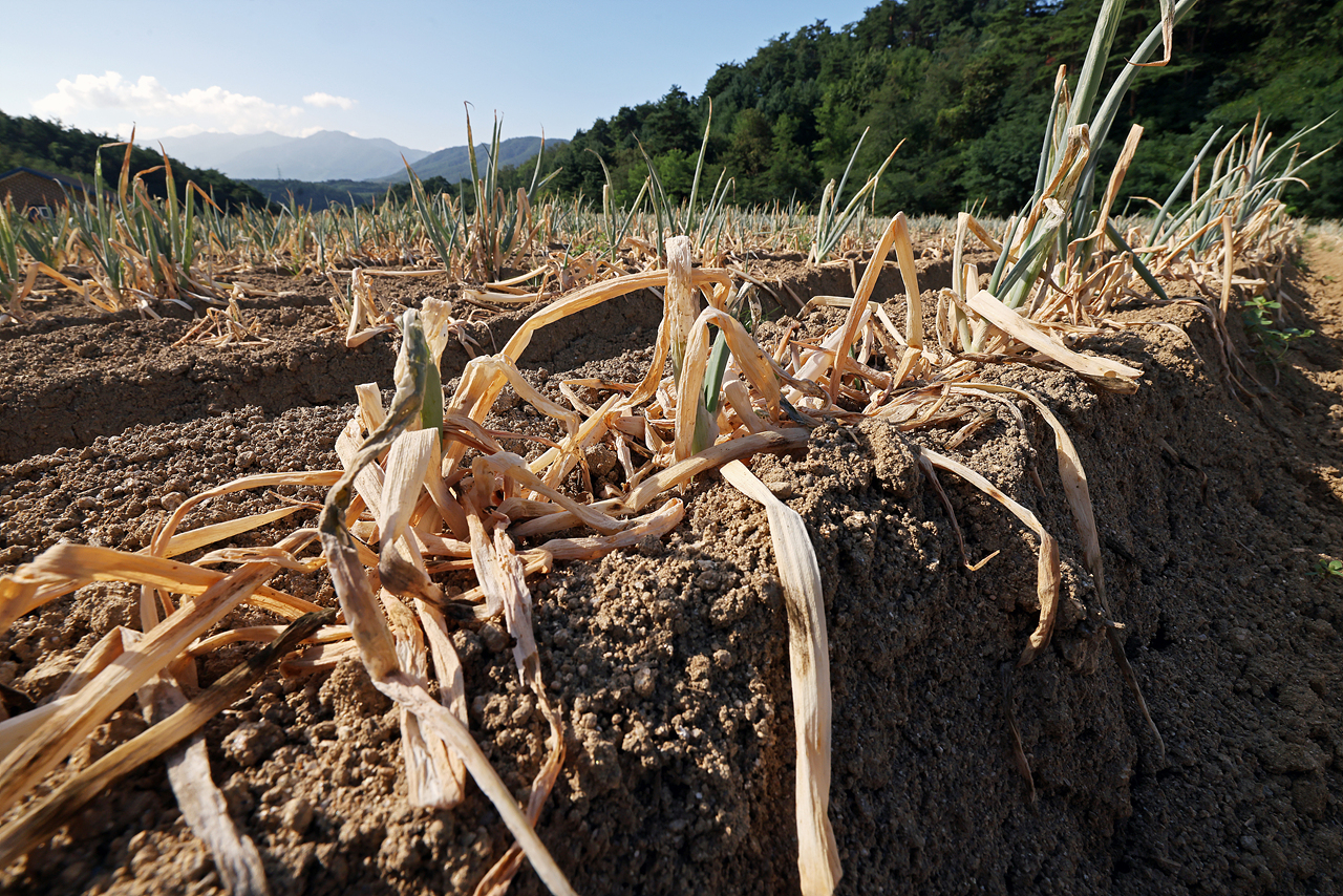 가뭄으로 인해 수확할 수 없을 정도로 망가져 버린 대파밭.
