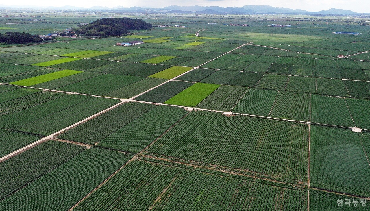 지난 1일 드론을 띄워 하늘에서 촬영한 전북 김제시 죽산면 들녘, 논에 벼를 심은 면적보다 콩을 심은 면적이 훨씬 넓다. 정부의 논 타작물 재배 확대 정책이 불러온 풍경인데 그 정책이 흔들리고 있다. 한승호 기자