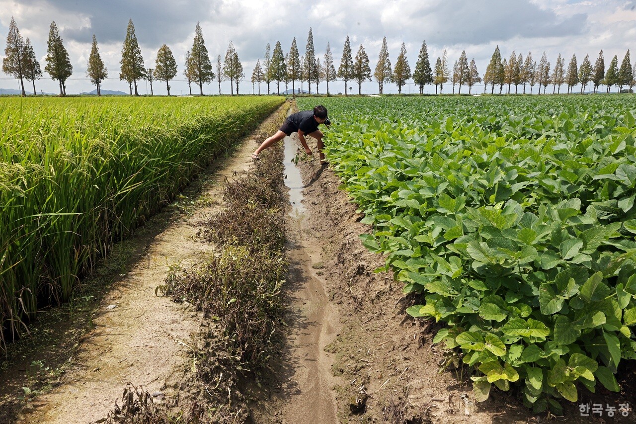 전북 김제시 죽산면에서 논콩 농사를 시작한 청년농민 윤지웅씨가 지난 1일 논을 둘러보며 풀을 매고 있다. 벼가 자라는 옆 논으로 인해 윤씨의 논 가장자리엔 배수로가 깊게 만들어져 있다. 한승호 기자