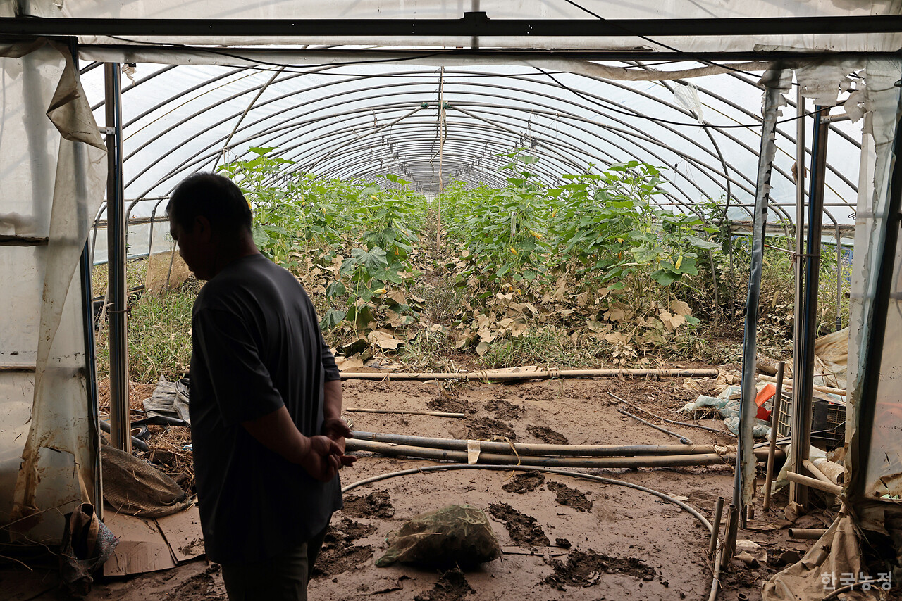 지난 7일 전북 군산에 시간당 152.2mm라는 역대급 호우가 쏟아져 침수 피해가 잇따른 가운데 8알 오후 성산면 산곡리 일원에서 유시호 군산시농민회 사무국장이 빗물에 잠겨 피해를 입은 하우스 내부를 둘러보고 있다. 한승호 기자