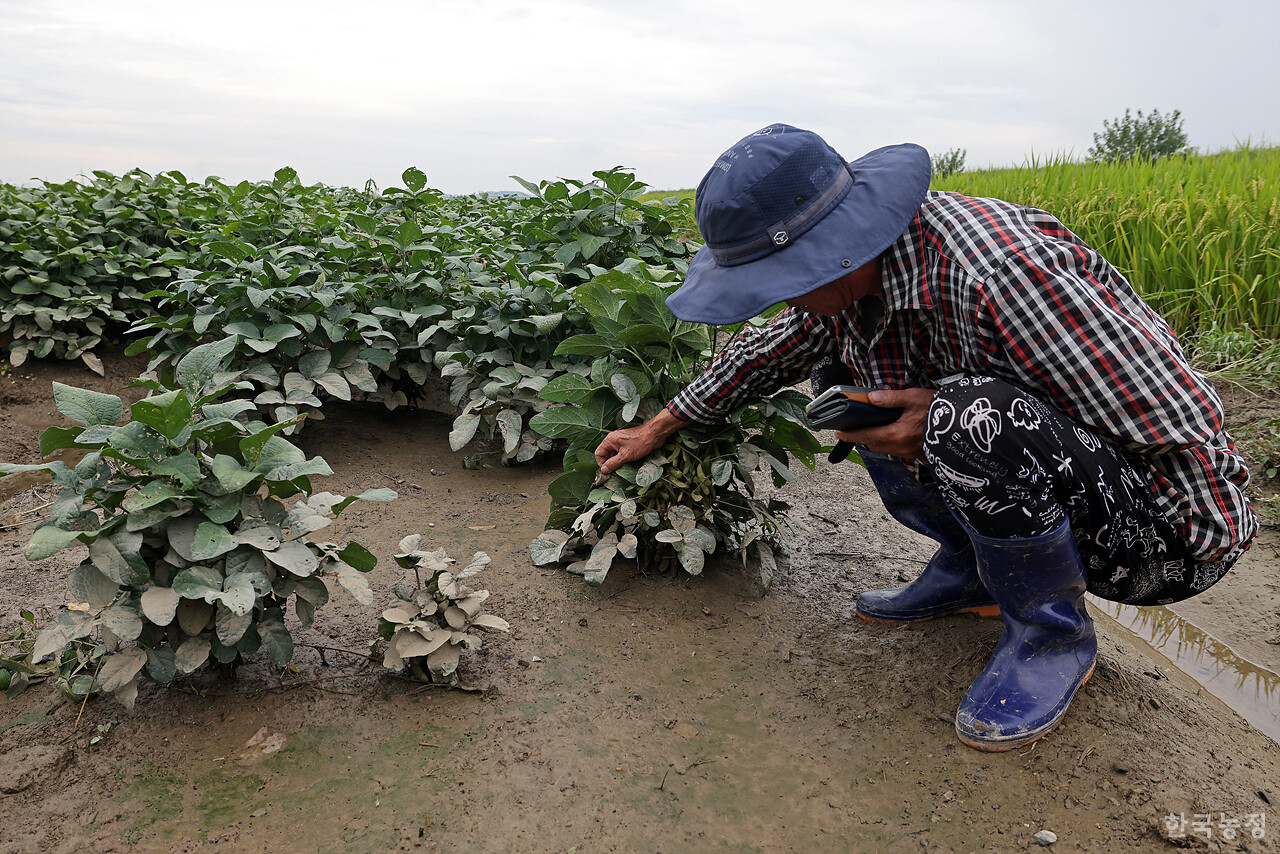 장재순 군산시농민회장이 지난 8일 오후 대야면 광교리 일원에 30시간 이상 침수된 논콩을 살펴보고 있다. 한승호 기자