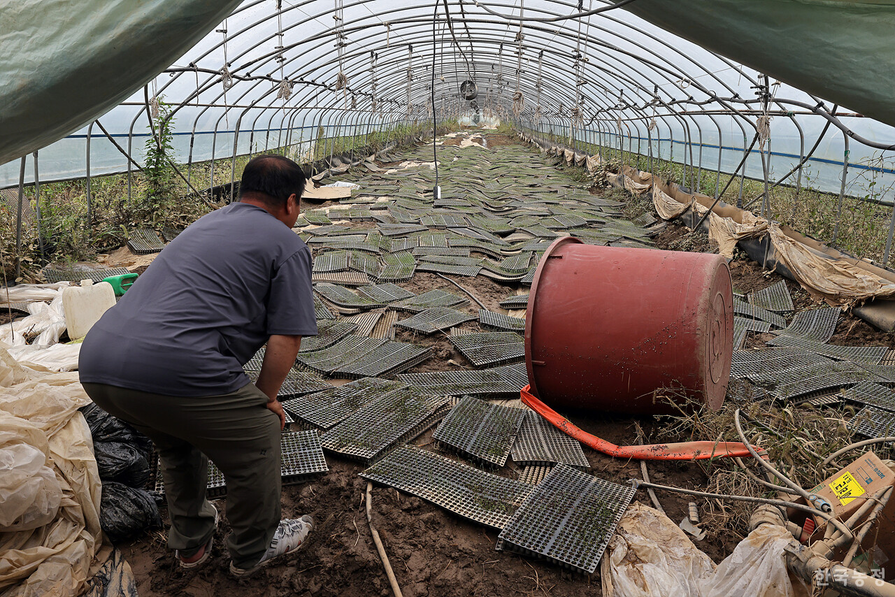 빗물에 잠겼던 군산시 성산면 산곡리 유시호 군산시농민회 사무국장의 하우스 내부에 열흘 전 파종한 양파 모판이 여기저기 흩어져 있다. 한승호 기자