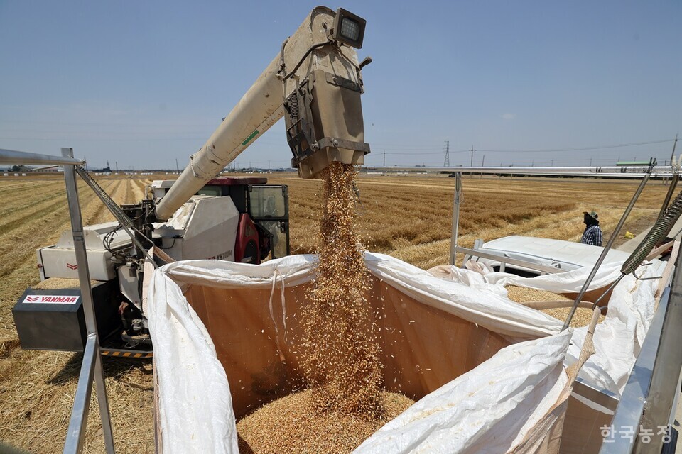 밀 자급률 제고를 위해 정부가 추진했던 ‘제1차 밀 산업 육성 기본계획’은 이렇다 할 성과 없이 올해 종료될 예정이다. 지난 6월 11일 전북 김제시 죽산면 신흥리 들녘에서 농민들이 범용콤바인으로 수확한 밀을 톤백에 쏟아내고 있다. 한승호 기자