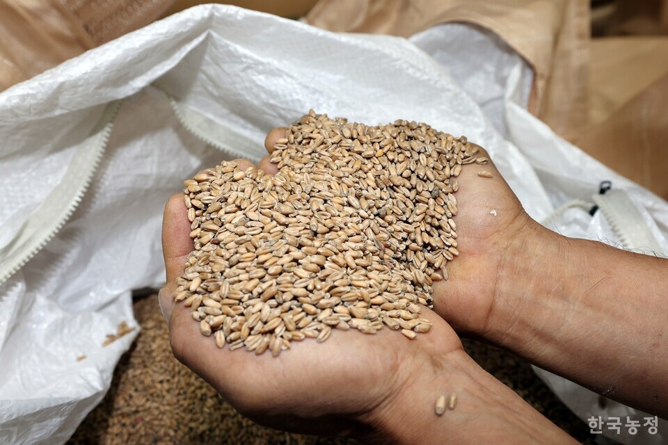 한 농민이 올해 수확한 밀을 두 손에 올려 살펴보고 있다. 밀 농사 또한 최근 지속된 기후위기로 인해 품질을 유지하기가 어렵다는 의견이 뒤따랐다. 한승호 기자