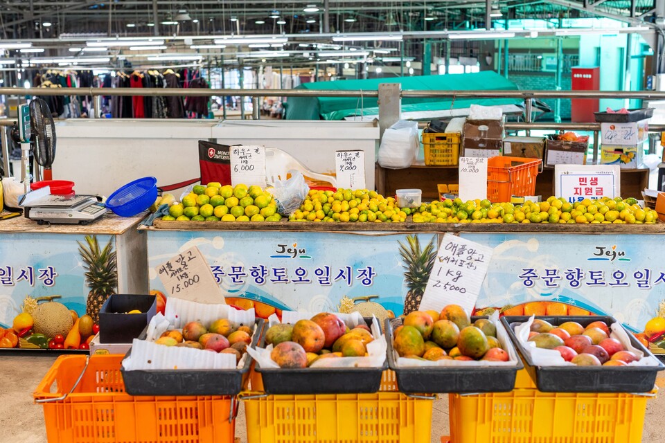 하우스귤과 애플망고가 한창인 제주의 9월. 류관희 작가