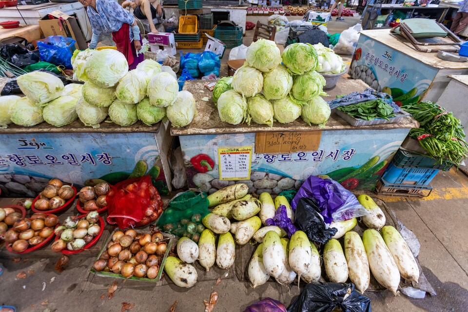 저장했다 들고나온 제주의 배추와 무가 제법 잘 팔린다. 류관희 작가