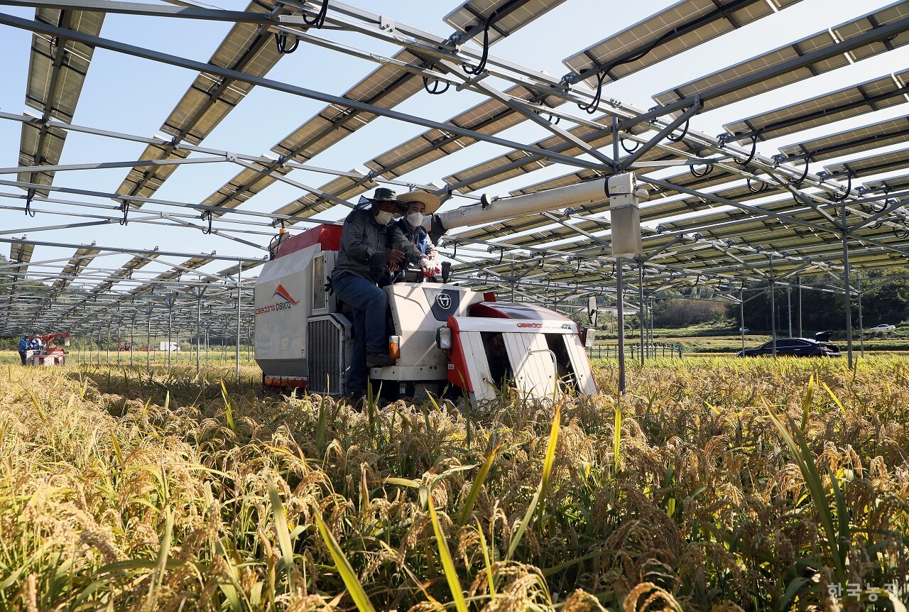전남 보성 옥암리의 논에 시범 설치된 영농형태양광. 정부와 국회는 영농형태양광을 중심으로 한 농촌 태양광의 전면적 확대를 추진 중이다. 한승호 기자