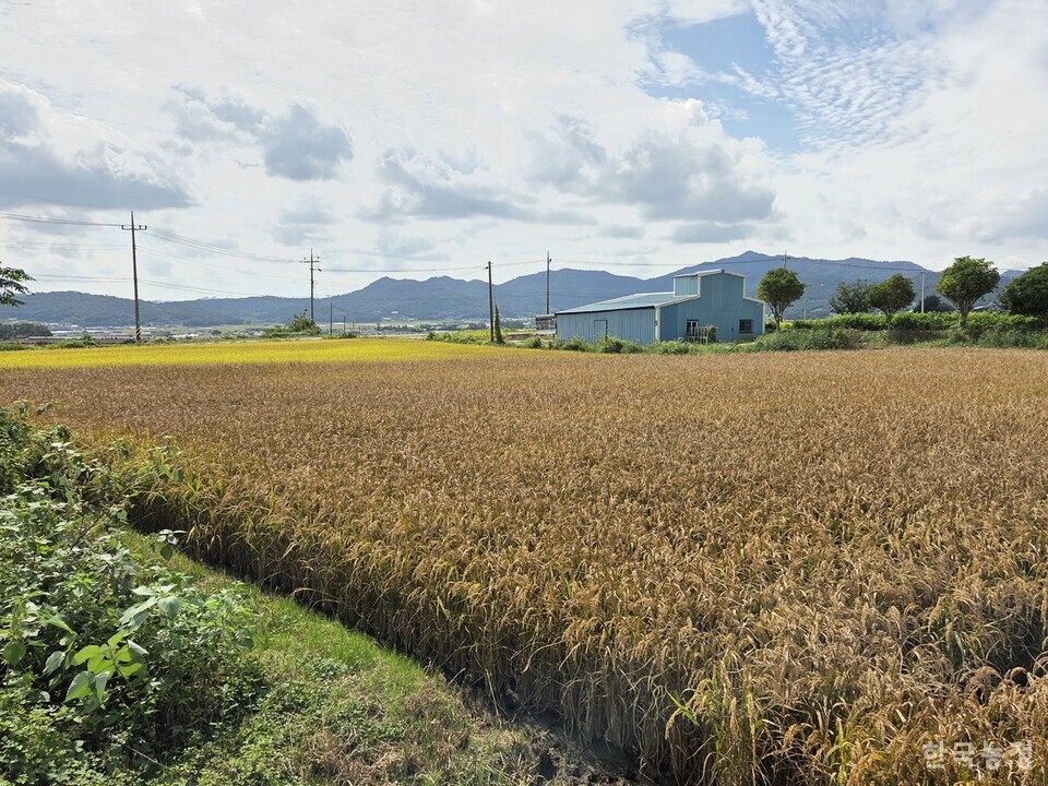 지난달 29일 벼 깨씨무늬병이 발생한 전남 강진군 강진읍 일원에 있는 논의 색깔이 사진 왼쪽 끝에 보이는 정상 논의 색과 차이가 뚜렷하다. 