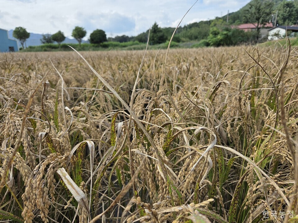 지난달 29일 전남 강진군 강진읍 일원에 있는 논의 벼가 벼 깨씨무늬병으로 잎이 하얗게 말라버렸다. 