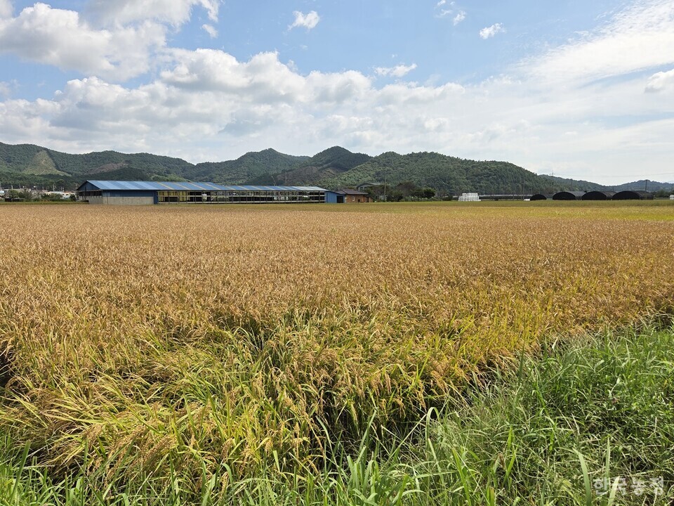 지난달 29일 전남 장흥군 안양면 일원에 있는 논의 벼가 벼 깨씨무늬병으로 붉은 갈색을 띄고 있다. 