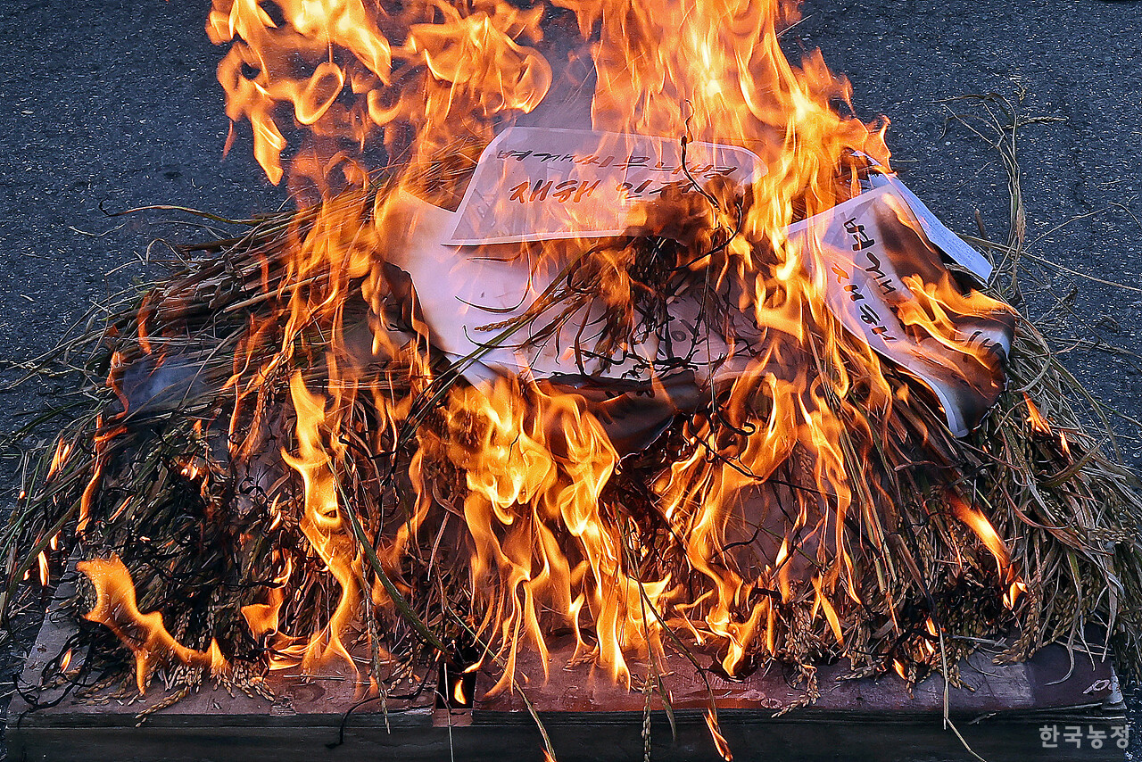전국농민회총연맹 광주전남연맹과 전국쌀생산자협회 전남본부 회원들이 10일 오전 전남 무안군 농협중앙회 전남지역본부 앞 대로에서 ‘나락값 8만원 쟁취 농기계 행진’ 집회를 열고 나락값 8만원 보장 및 벼 깨씨무늬병 재해 인정 등을 촉구하며 병에 걸린 나락을 불태우고 있다. 한승호 기자