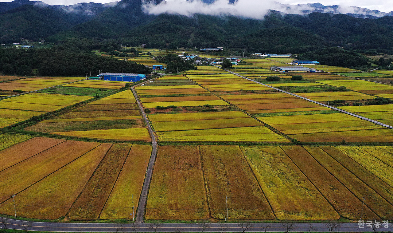 농림축산식품부가 지난 14일 벼 깨씨무늬병을 농업재해로 인정했다. 15일 오후 벼 깨씨무늬병이 광범위하게 번진 탓에 추수를 앞둔 전남 화순군 동복면 연둔리 들녘 곳곳이 붉은 색깔을 띠고 있다. 한승호 기자