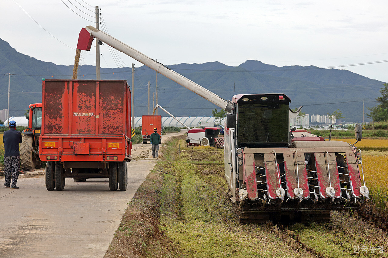 지난달 22일 강원 철원군 동송읍 오덕리 들녘에서 농민들이 콤바인 여러 대를 이용해 동시에 수확 작업을 하고 있다. 한승호 기자