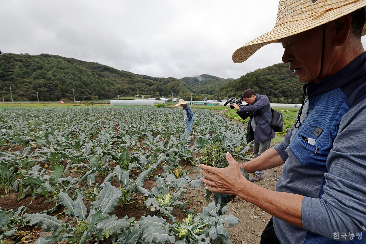 16일 오전 충북 청주시 상당구 미원면 들녘에서 열린 ‘배추(브로콜리) 무름병 피해 대책을 촉구하는 밭 갈아엎기 투쟁’에서 최영해(67)씨가 잦은 비로 인해 썩어버린 브로콜리를 들어보이고 있다. 한승호 기자