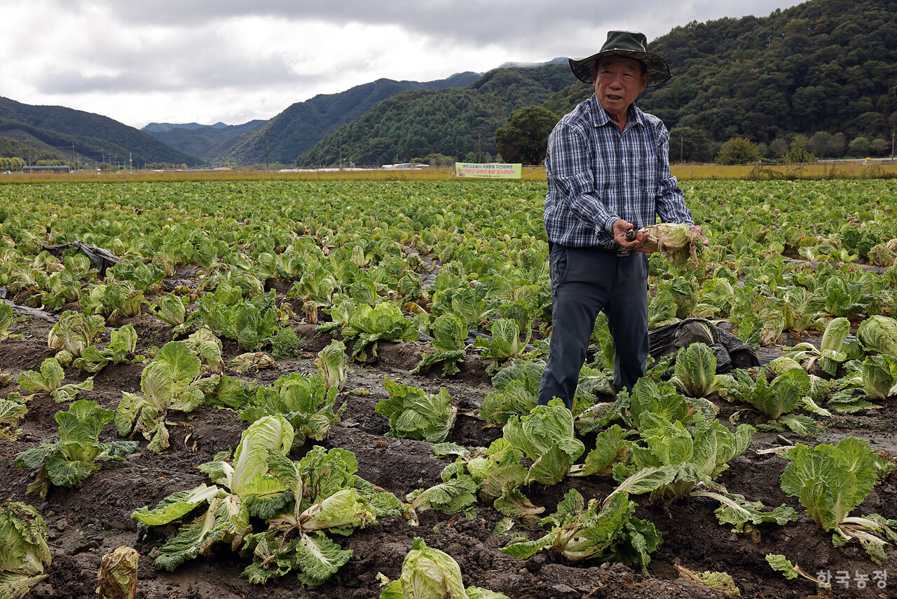 16일 오전 충북 청주시 상당구 미원면 들녘에서 열린 ‘배추(브로콜리) 무름병 피해 대책을 촉구하는 밭 갈아엎기 투쟁’에서 양성근(73)씨가 무름병이 번진 배추를 들어보이고 있다. 한승호 기자