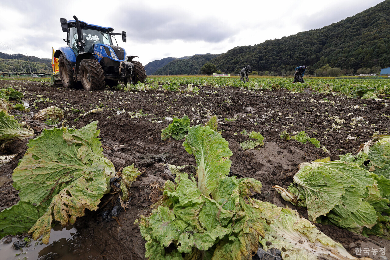 16일 오전 충북 청주시 상당구 미원면 들녘에서 열린 ‘배추(브로콜리) 무름병 피해 대책을 촉구하는 밭 갈아엎기 투쟁’에서 한 농민이 무름병이 번진 배추밭을 트랙터로 갈아엎고 있다. 한승호 기자