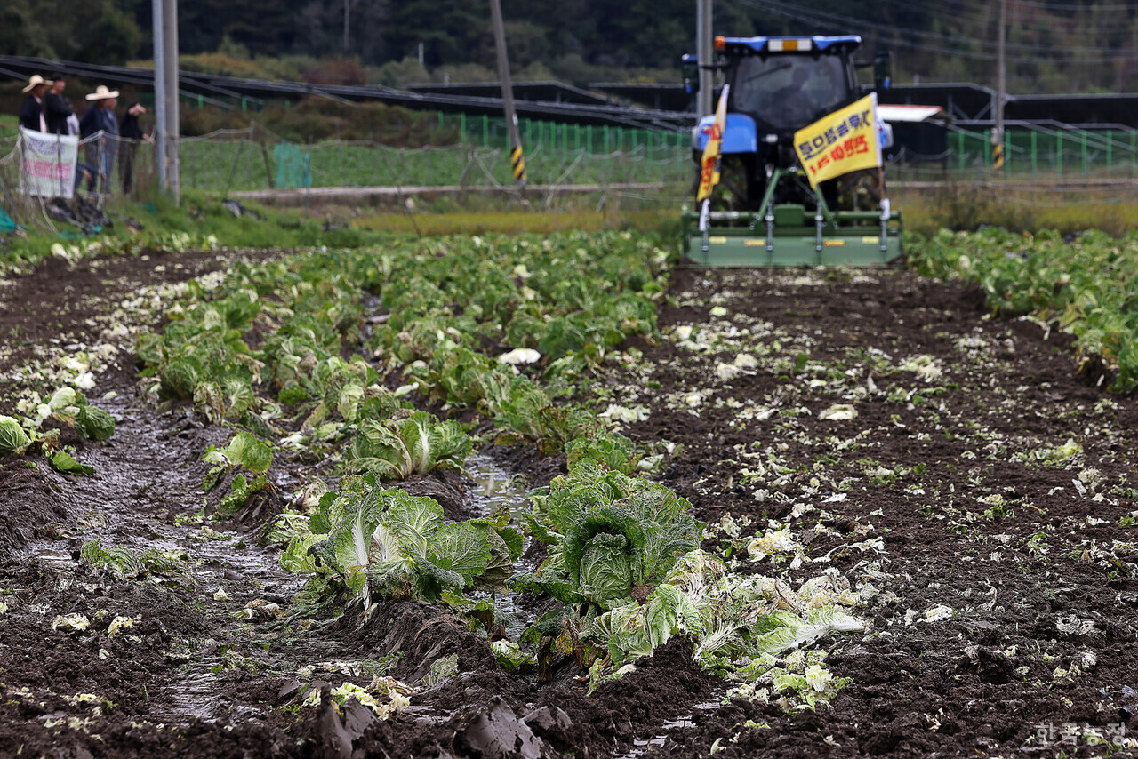 16일 오전 충북 청주시 상당구 미원면 들녘에서 열린 ‘배추(브로콜리) 무름병 피해 대책을 촉구하는 밭 갈아엎기 투쟁’에서 한 농민이 무름병이 번진 배추밭을 트랙터로 갈아엎고 있다. 한승호 기자