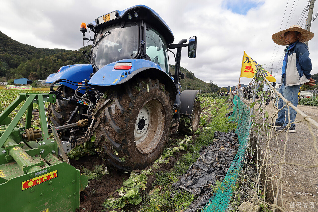 16일 오전 충북 청주시 상당구 미원면 들녘에서 열린 ‘배추(브로콜리) 무름병 피해 대책을 촉구하는 밭 갈아엎기 투쟁’에서 한 농민이 무름병이 번진 배추밭을 트랙터로 갈아엎고 있다. 한승호 기자