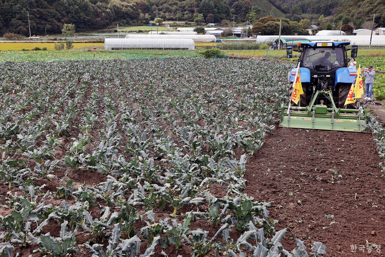 16일 오전 충북 청주시 상당구 미원면 들녘에서 열린 ‘배추(브로콜리) 무름병 피해 대책을 촉구하는 밭 갈아엎기 투쟁’에서 한 농민이 무름병이 번진 브로콜리밭을 트랙터로 갈아엎고 있다. 한승호 기자