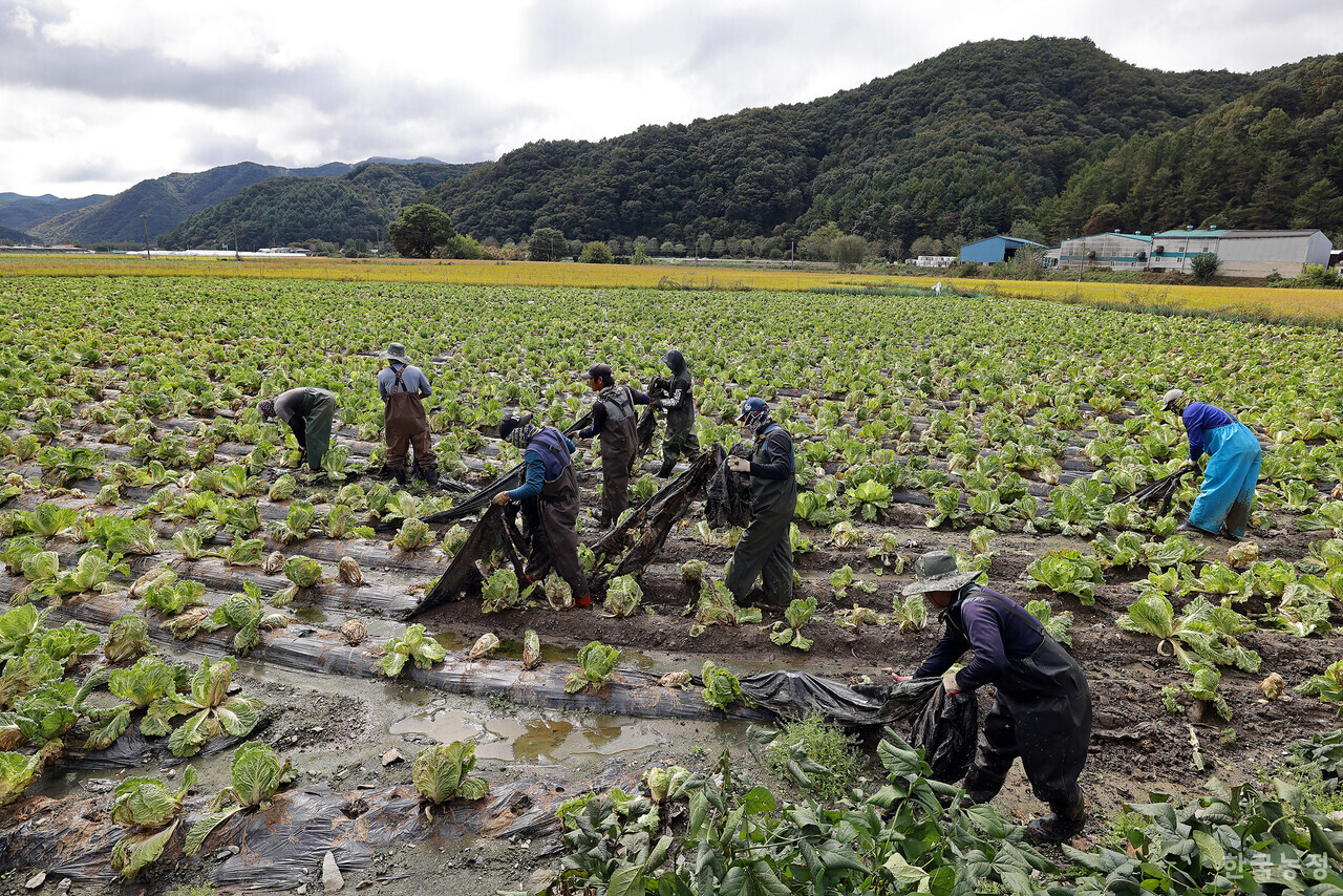 16일 오전 충북 청주시 상당구 미원면 들녘에서 열린 ‘배추(브로콜리) 무름병 피해 대책을 촉구하는 밭 갈아엎기 투쟁’에서 외국인노동자들이 배추밭을 뒤덮고 있던 비닐을 제거하고 있다. 한승호 기자