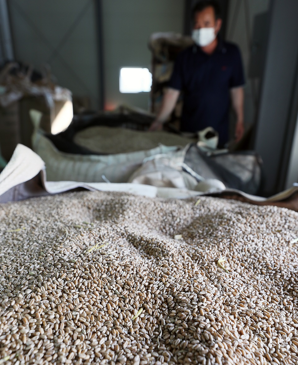 경북 상주의 영농조합법인 창고에서 한 농민이 국산 밀을 살펴보고 있다. 한승호 기자