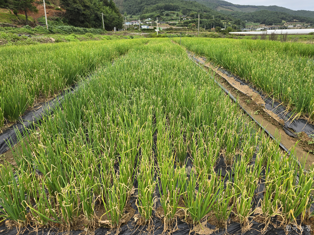 지난 17일 각종 병해로 전남 보성군 회천면 일원의 쪽파밭이 누렇게 변해 있는 모습. 농민들은 이상고온과 잦은 강우가 병해의 원인이라며 재해 인정 및 대책 마련이 필요하다고 입을 모으고 있다. 윤병구 기자