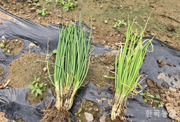 각종 병해로 전남 보성군과 장흥군 일원의 쪽파 피해가 극심하다. 사진 오른쪽이 병해가 심한 쪽파 모습으로 판매하기 어려운 상태다. 윤병구 기자