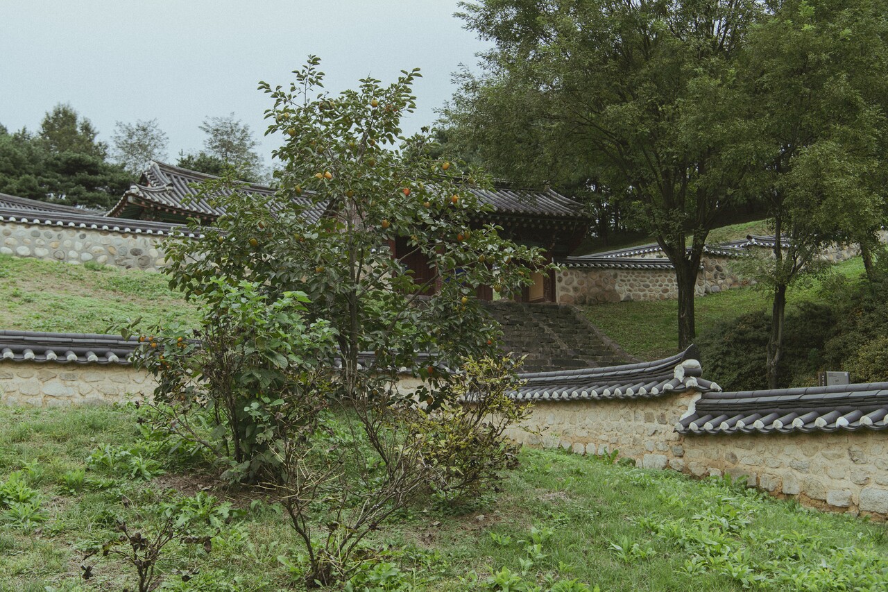 사마소 뒷마당에 감이 익어가고, 담장 너머로 향교 계단이 보인다.