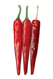 불꽃스타고추. 팜한농 제공