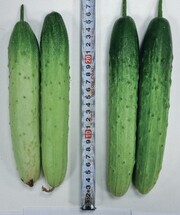 대비 품종(왼쪽)과 설향백다다기 비교 모습. (주)동오시드 제공