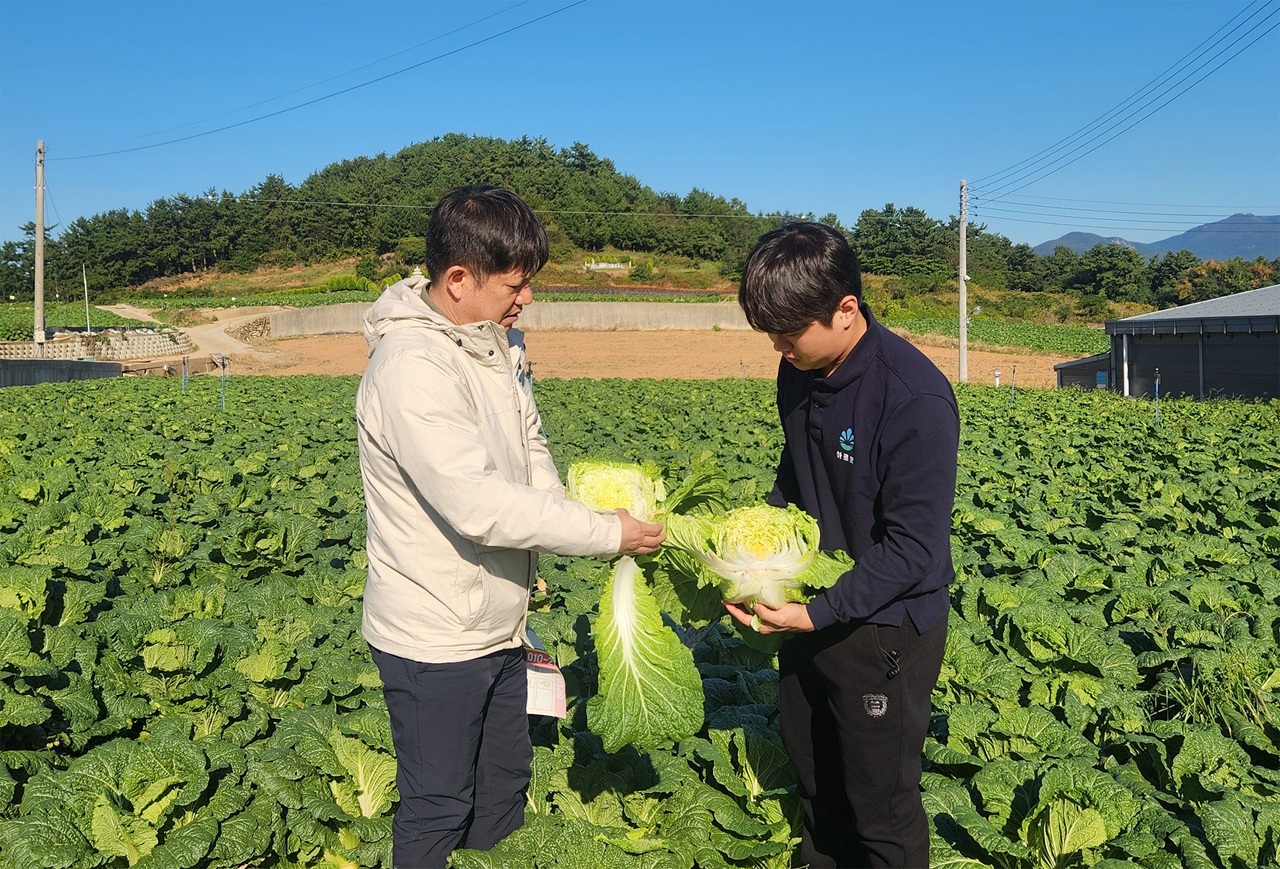 대아청과(주) 경매사들이 지난 27~29일 동안 김장배추 주산지인 전라남도 일대를 찾아 정식면적과 생육 상황 등을 점검했다. 대아청과(주) 제공