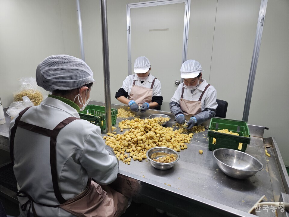 지난 27일 경기 이천시의 친환경 농산물 전처리 전문 업체 ㈜위머스트에서 직원들이 학교급식에 들어갈 생강을 손질하고 있다.