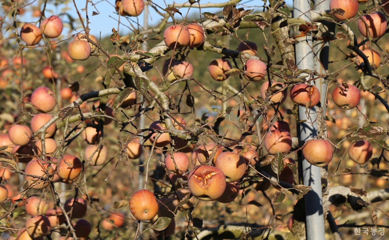 지난달 28일 경북 청송군 현서면의 한 과원에 달려 있는 부사. 전체적으로 착색이 불량하고 군데군데 열과까지 발생해 있다.