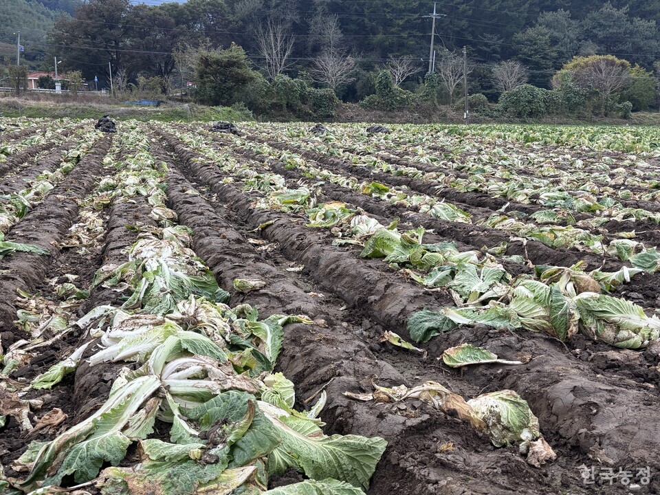 지난 21일 충북 청주시 미원면 일원의 수확을 앞둔 배추들이 무름병으로 전부 쓰러져 있다. 유승현 기자