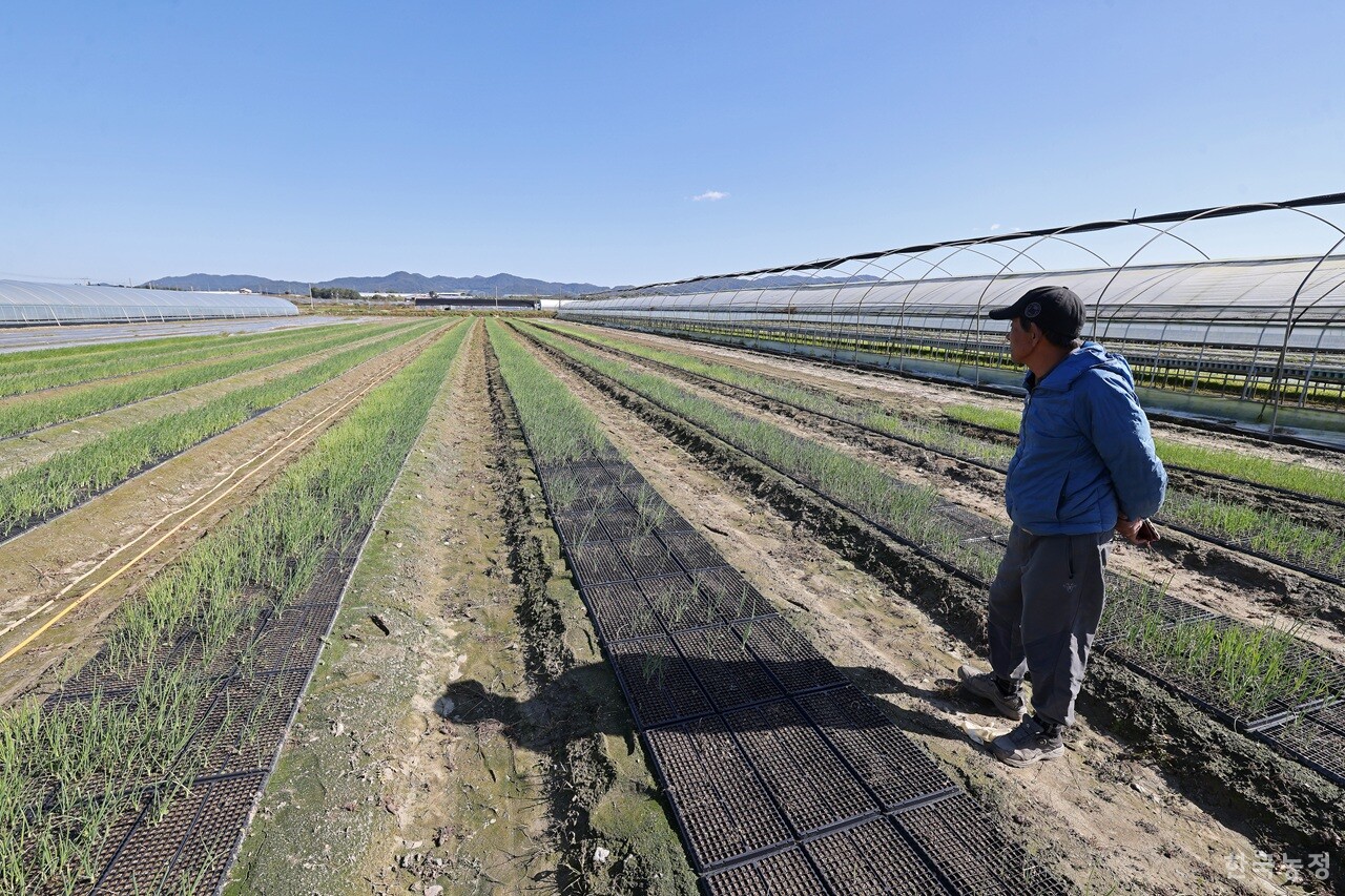 지난 27일 전북 익산시 여산면에서 정인환 전국양파생산자협회 익산시지회장이 올가을 잦은 비로 인해 녹아버린 양파 모종을 둘러보고 있다. 한승호 기자