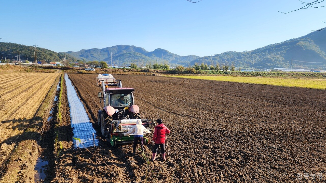 지난 28일 충남 청양시 인근에서 농민이 마늘 파종을 위해 논에 비닐을 씌우고 있다. 가을장마로 인해 논이 아직 제대로 마르지 않은 상태지만, 비가 또 올 경우 마늘 파종을 아예 포기해야 할 수도 있기 때문이다.