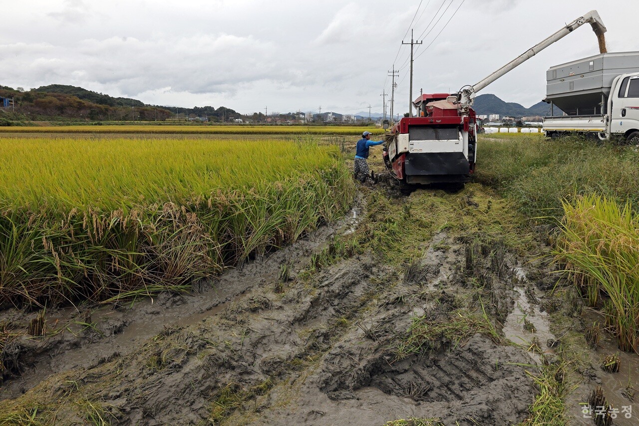 지난 15일 전북 순창군 순창읍 들녘에서 잦은 비에 논을 말리지 못한 농민이 볏짚을 콤바인으로 갈아버리며 추수에 나서고 있다. 한승호 기자