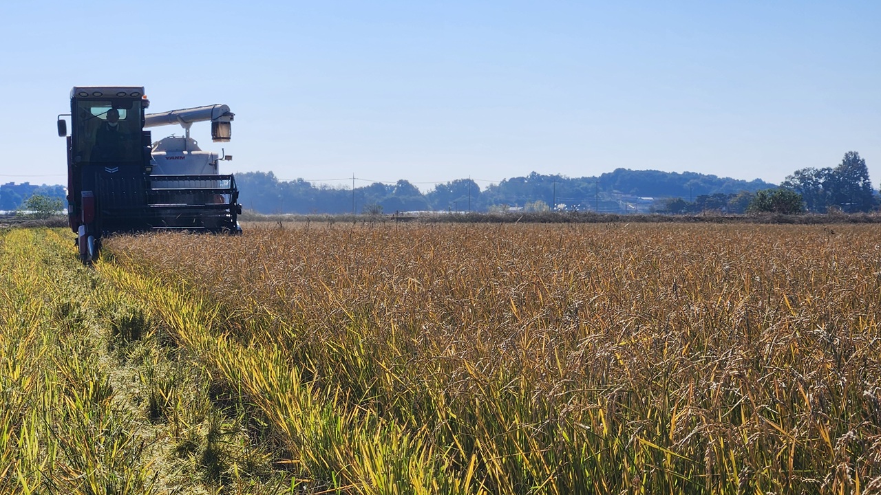지난 3일 충남 당진시 송악읍 송악면의 논에서 콤바인이 움벼를 수확하고 있다. 충청남도농업기술원 제공