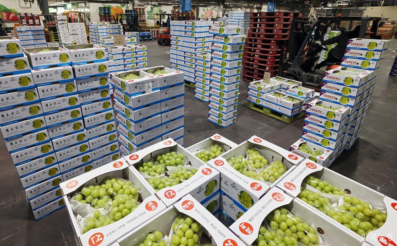 지난 1월 서울 가락시장 한 도매법인 경매장에 경매를 앞둔 샤인머스캣 상자가 쌓여 있다. 한승호 기자
