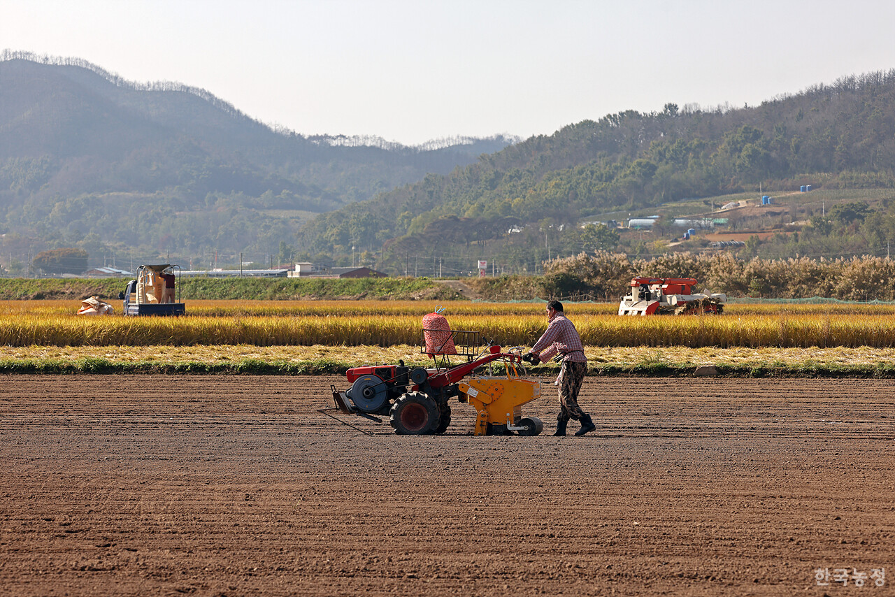 지난달 29일 경북 안동시 일직면 망호리에서 김태석(48)씨가 씨마늘을 파종하고 있는 가운데 그의 모습 뒤로 한 농민이 콤바인으로 추수를 하고 있다.
