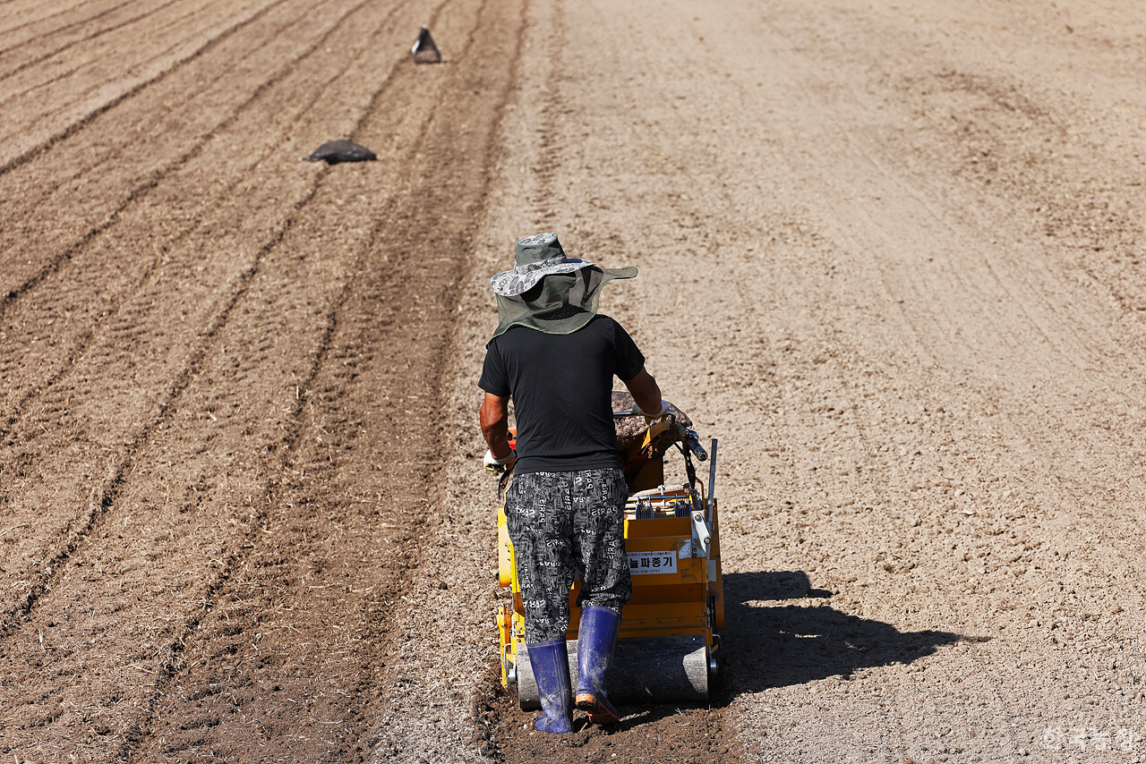 지난 3일 경북 의성군 단촌면 후평리 들녘에서 한 농민이 씨마늘을 심고 있다.