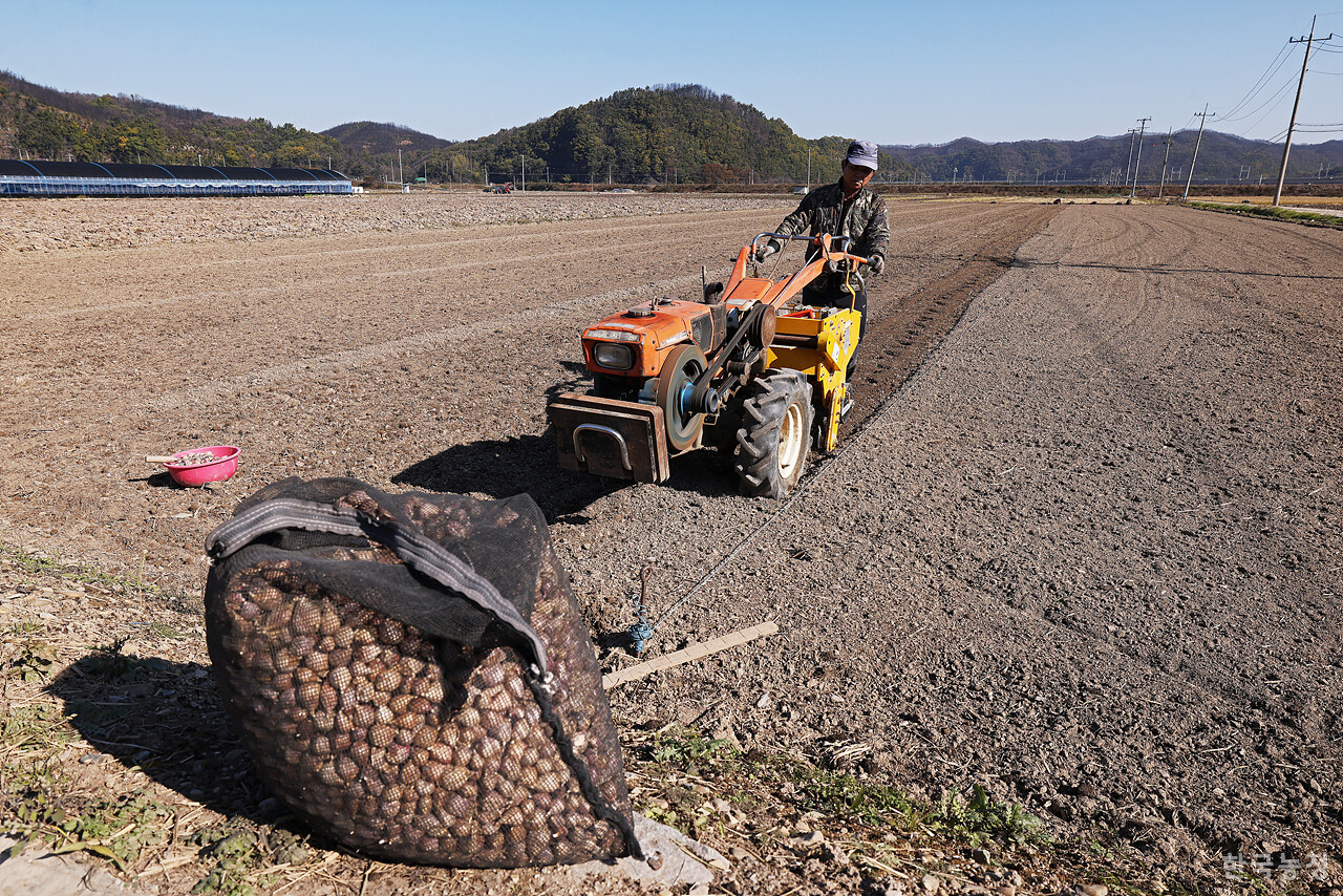지난 3일 경북 의성군 단촌면 세촌리 들녘에서 권오근(70)씨가 씨마늘을 심고 있다.
