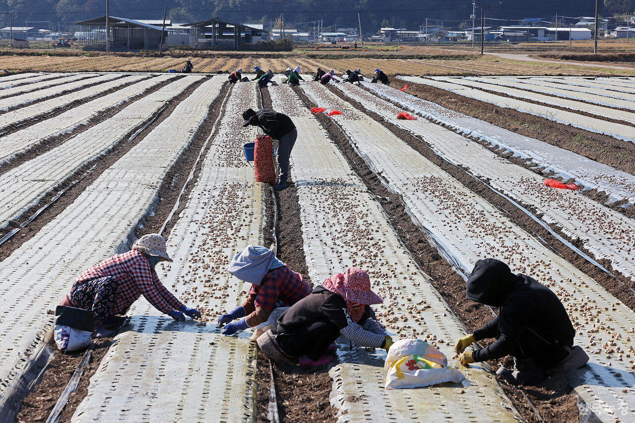 지난 3일 경북 의성군 금성면 구련리 들녘에서 농민들과 외국인노동자들이 씨마늘을 심고 있다.