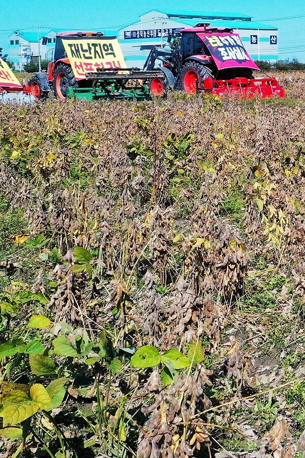 지난달 27일 전북 김제시 부량면 들녘에서 열린 '논콩 피해 추가조사 실시! 특별재난지역 선포! 김제농민 논콩 갈아엎기 투쟁'에서 농민들이 논콩을 갈아엎기 위해 트랙터를 준비한 가운데, 가을장마로 논콩이  까맣게 썩어 있다. 한승호 기자