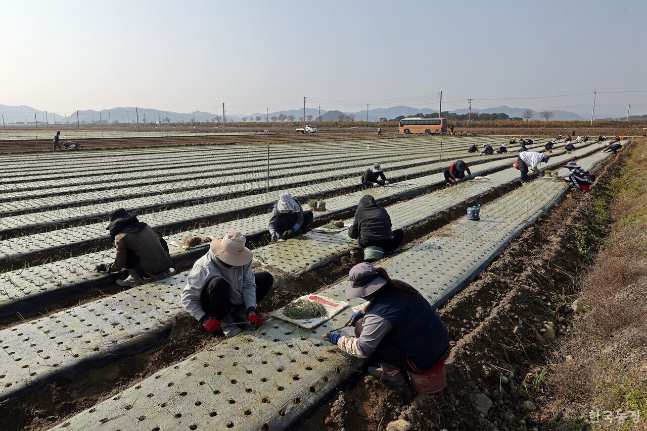 공동영농 사업에 대한 정치권 및 농업계의 관심이 높아진 가운데 지난 5일 경북 문경시 영순면 의곡리 들녘에서 늘봄영농조합법인 공동영농에 참여하고 있는 농민들과 외국인노동자들이 양파 모종을 심고 있다. 한승호 기자