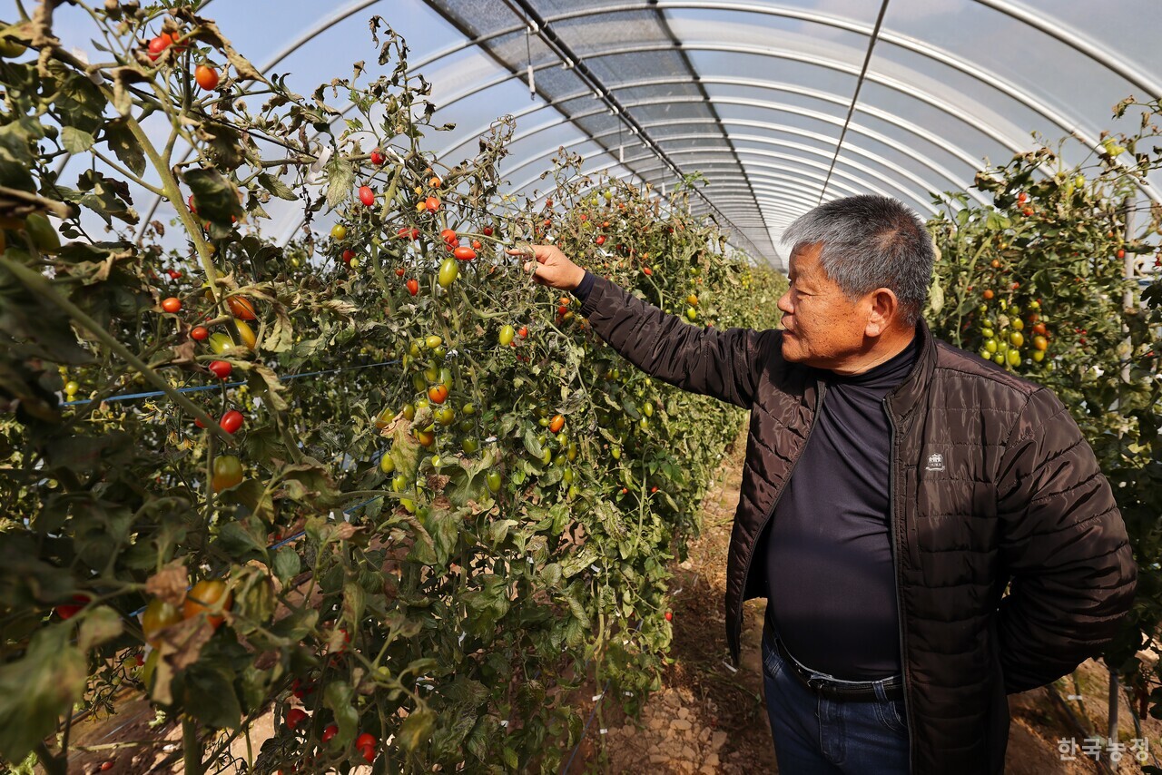 지난 4일 경북 봉화군 재산면의 한 시설하우스에서 김윤하 재산토마토작목회 농업회사법인 대표가 올해 마지막 수확을 앞둔 방울토마토를 살펴보고 있다. 한승호 기자