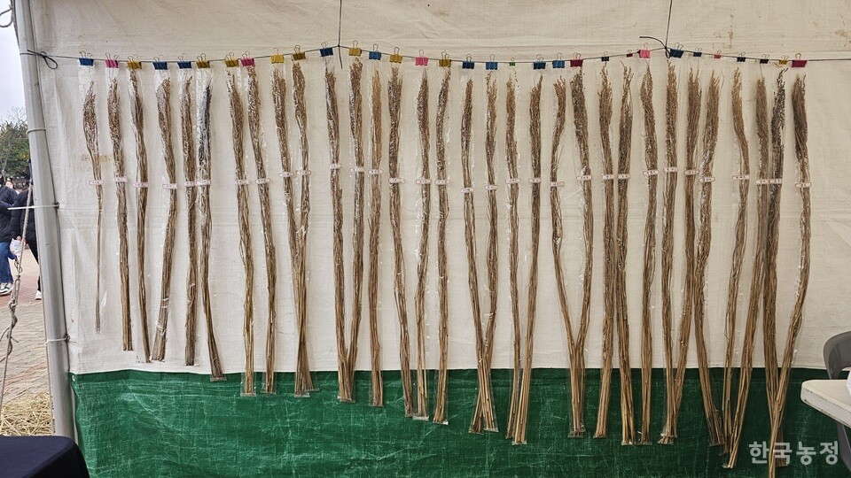 전국쌀생산자협회가 지난 7일부터 9일까지 사흘간 천안 독립기념관 독립의다리에서 ‘2025 우리쌀한마당’을 개최한 가운데 지난 8일 다양한 토종벼가 전시돼 있다.