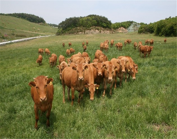강원특별자치도 농정국 축산기술연구소가 도내 한우 농가의 생산성 향상과 자립기반 강화를 위해 우량 암소 분양을 진행했다. 강원특별자치도 제공