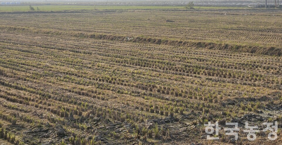 전북에서 친환경농사를 짓는 임차농 A씨의 논. 지난가을 A씨는 해당 필지의 지주와 친환경인증 문제로 마찰을 겪었다.