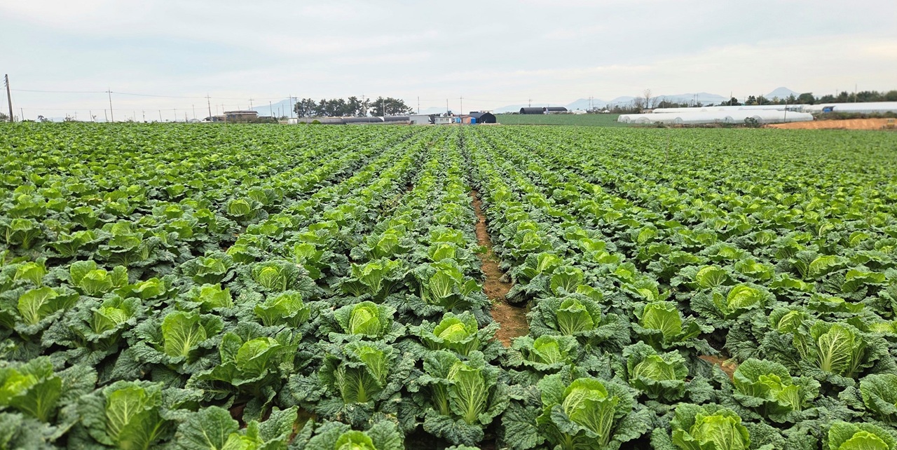 한국농수산식품유통공사가 김장철을 앞두고 배추가격 안정을 위해 가을배추 2000톤을 수매한다. 사진은 전남 해남군의 가을배추 생육 현장. 한국농수산식품유통공사 제공